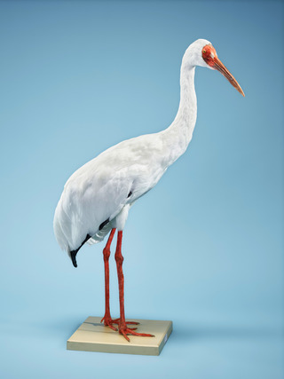 Grus leucogeranus