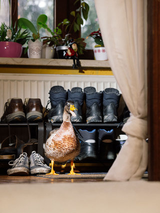 Charlie The Domestic Duck,   
Barbara Magazin