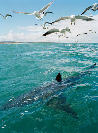 Sharks,       
Greenpeace Magazin